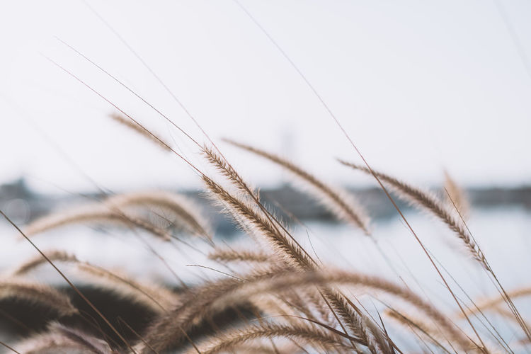 Close-up of grass