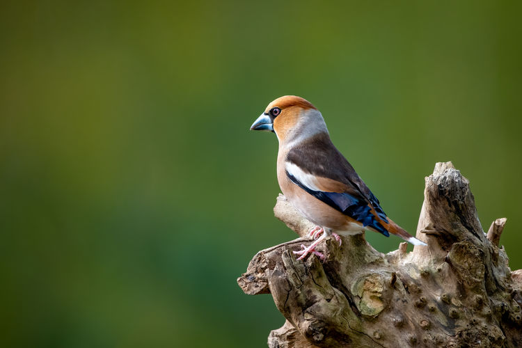 Close-up of bird perching on a tree - hawfinch