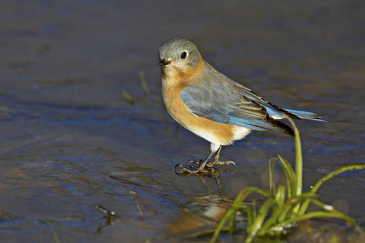 Close-up of female eastern bluebird flying over water