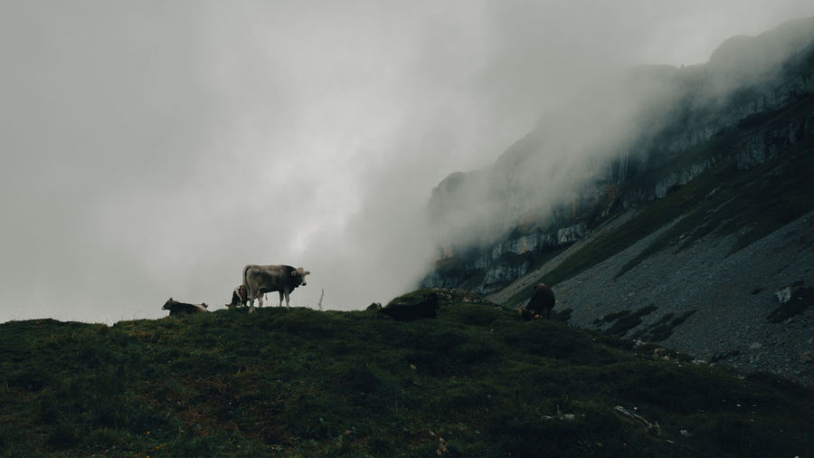 View of horse on mountain against sky
