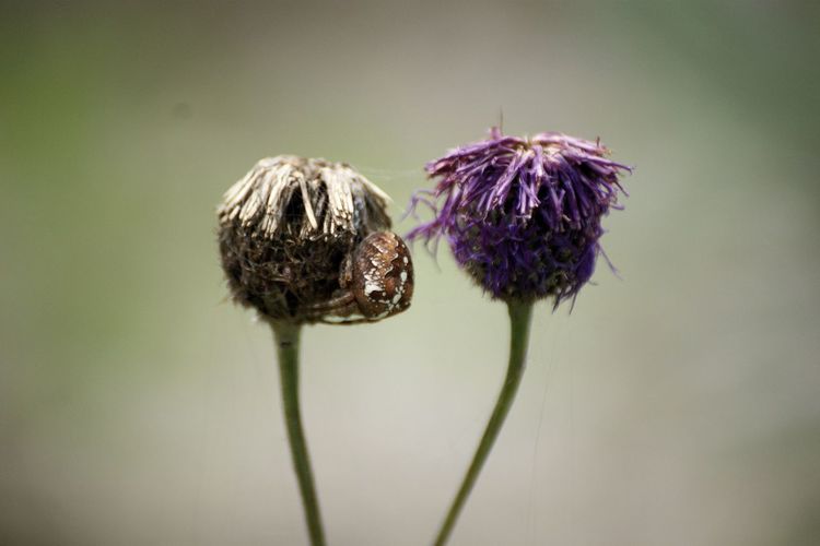 Close-up of wilted thistle flower