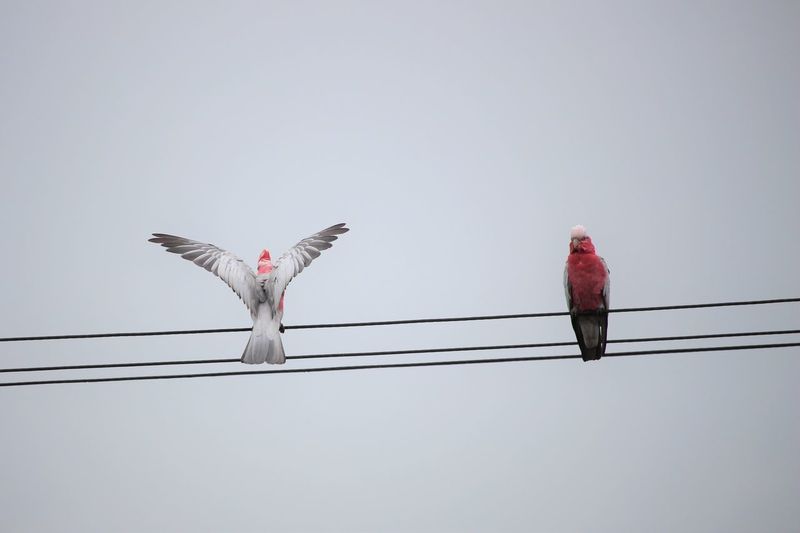 Galahs on the wire 