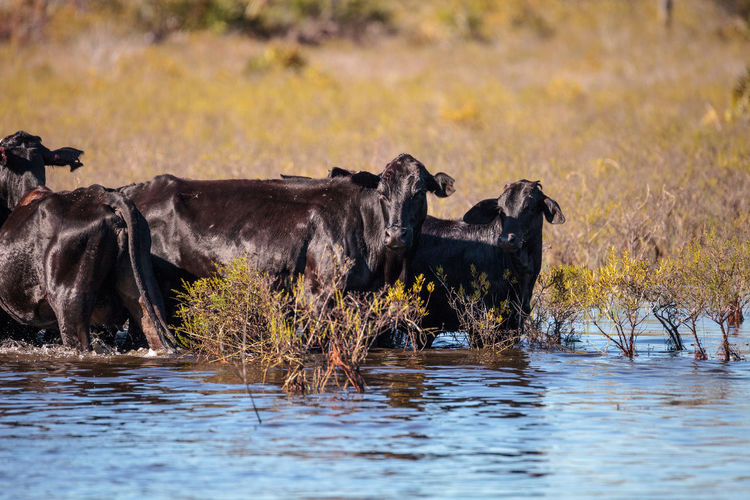 Herd of cattle travel through a marsh in louisiana and graze as they go.