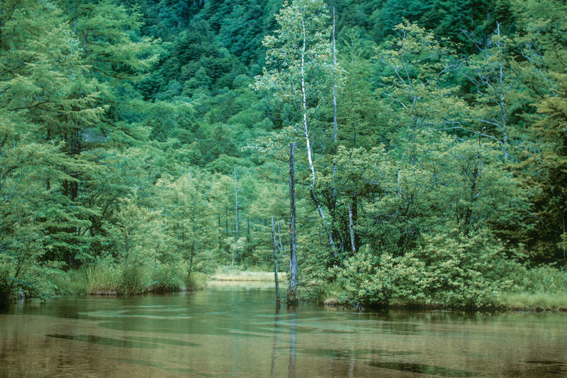 Scenic view of lake in forest