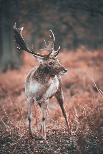 Deer standing on field