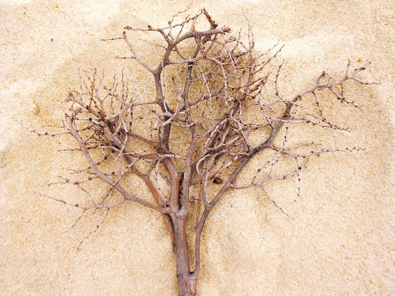HIGH ANGLE VIEW OF DRY PLANT ON SAND