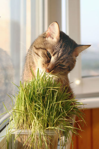 Adorable tabby cat with green eyes is sitting near to window and eating pet grass.