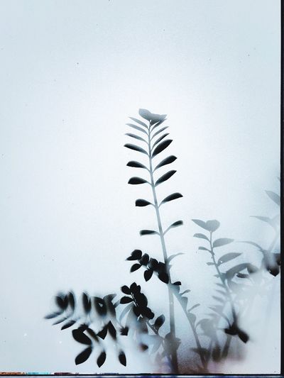 Low angle view of plant through frosted window