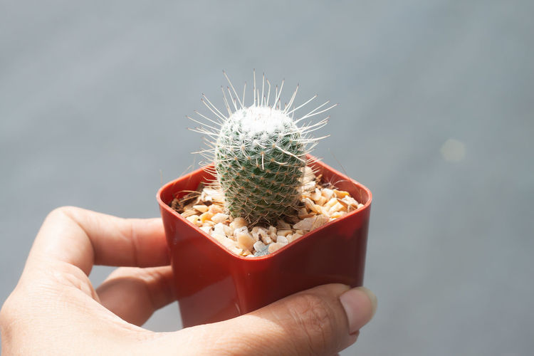 Close-up of person holding cactus