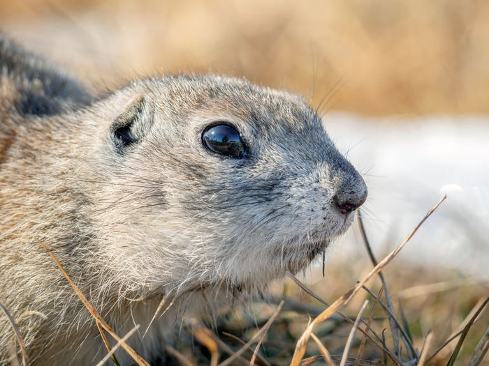 Gopher on the snow in winter-colored fur. rodents right after winter hibernation.