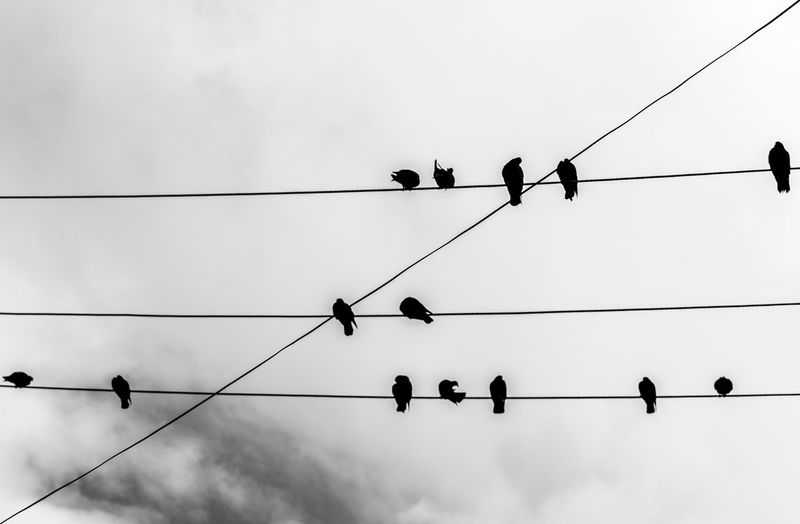 Low angle view of pigeons on cable against sky