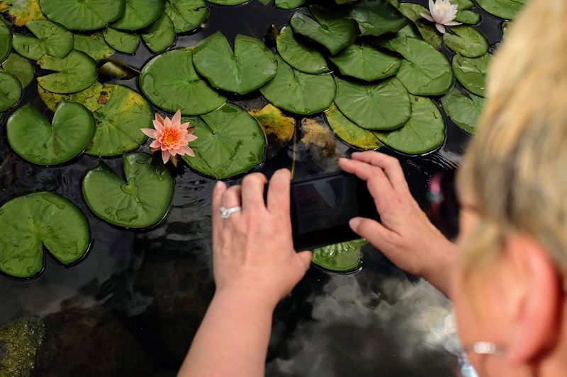 Lily Pad Pictures Curated Photography On Eyeem