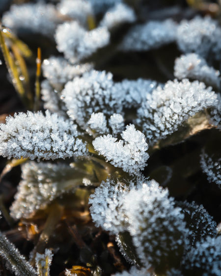 Close-up of frozen plant