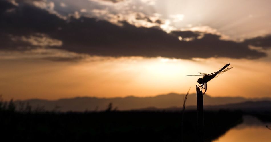 Silhouette of windmill at sunset