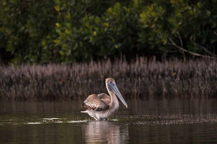 Floating female brown pelican pelecanus occidentalis at tigertail beach in marco island, florida