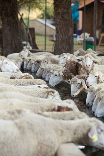 Sheeps drinking water at ranch