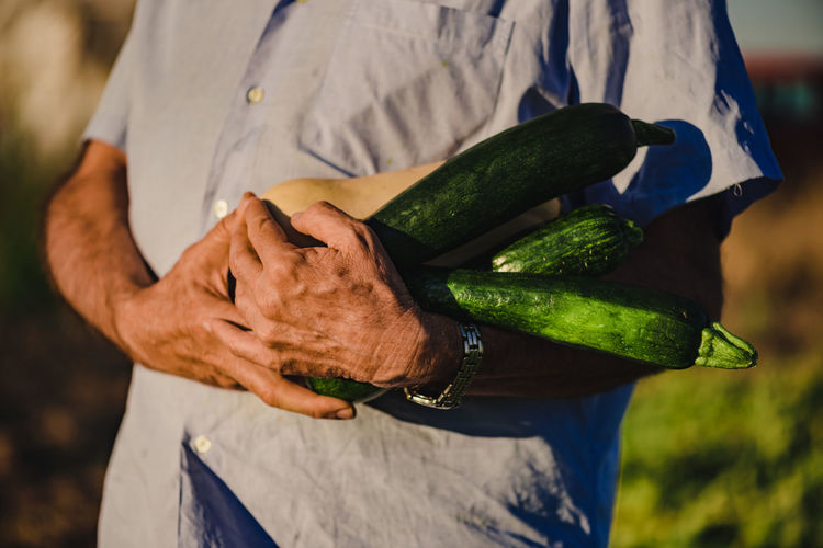 Cropped unrecognizable elderly male farmer in straw hat carrying pile of ripe green zucchini while harvesting vegetables in agricultural field in summer day