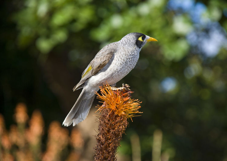 Close-up of noisy miner on twig
