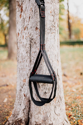 Close-up of swing hanging on tree trunk in park