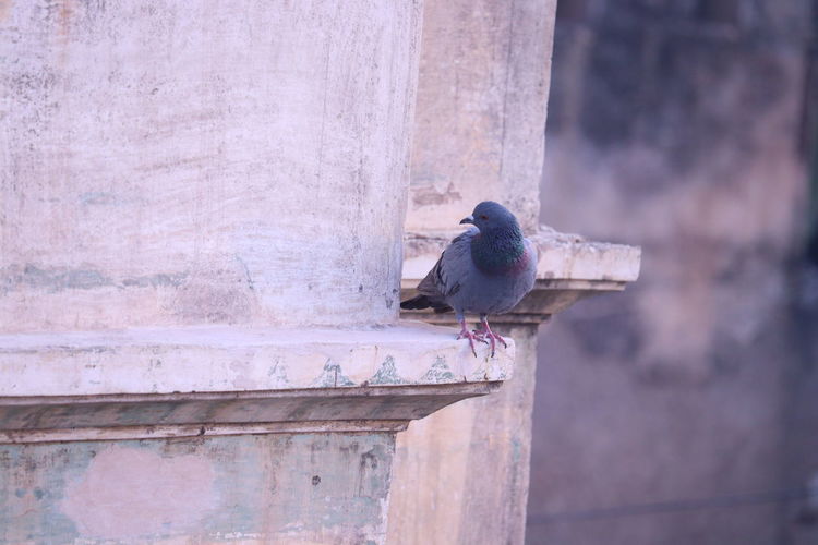 High angle view of pigeon perching on wood against wall
