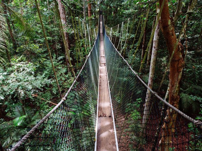 Canopy walk in taman negara national park, malaysia