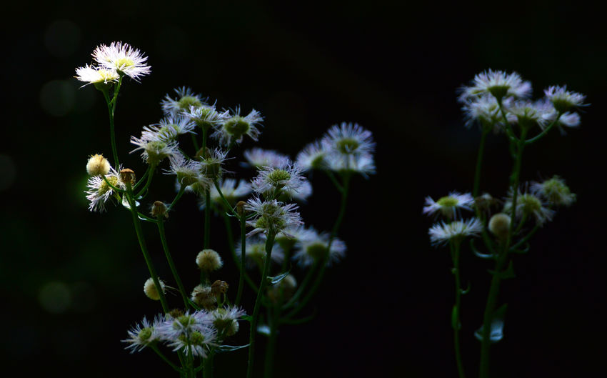 Close-up of white flowering plants against black background