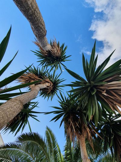 Low angle view of palm trees against sky