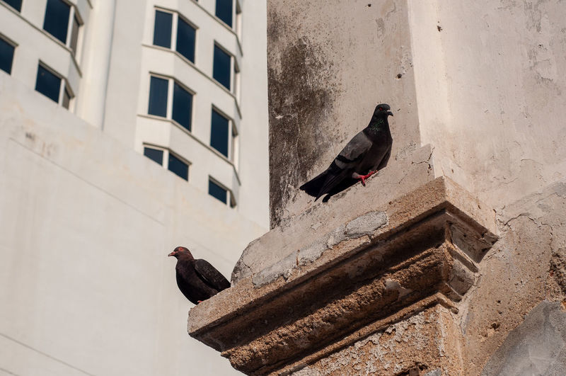 Low angle view of pigeon perching on building