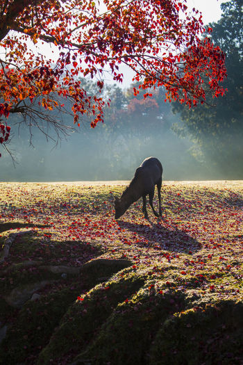 Nara park and deer in the autumn colors