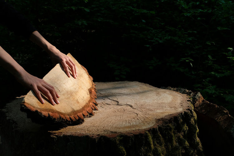 Abstract two hands holding one wooden barrel wedge. fresh cut-surface of big tree stump.