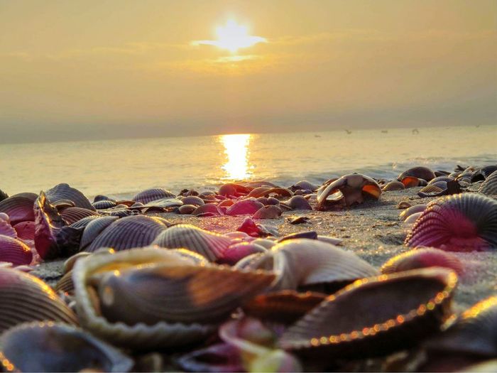 Close-up of seashells on beach against sky during sunset