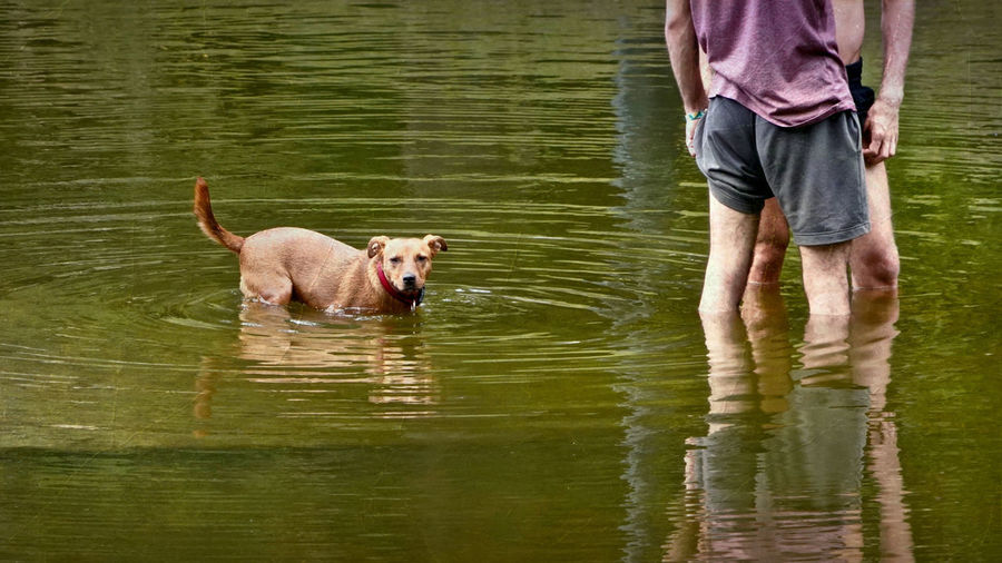 Full length of dog on lake