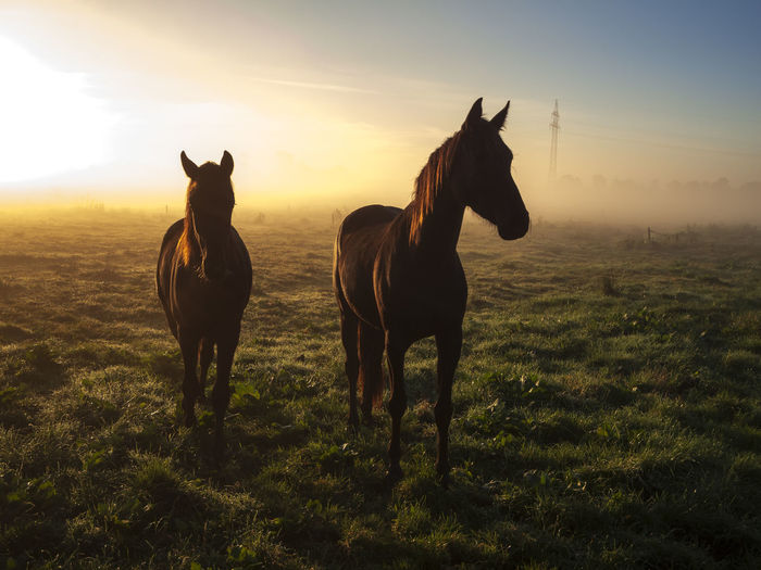 Horses on field during sunset
