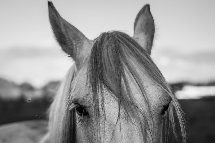 Close-up portrait of horse against sky
