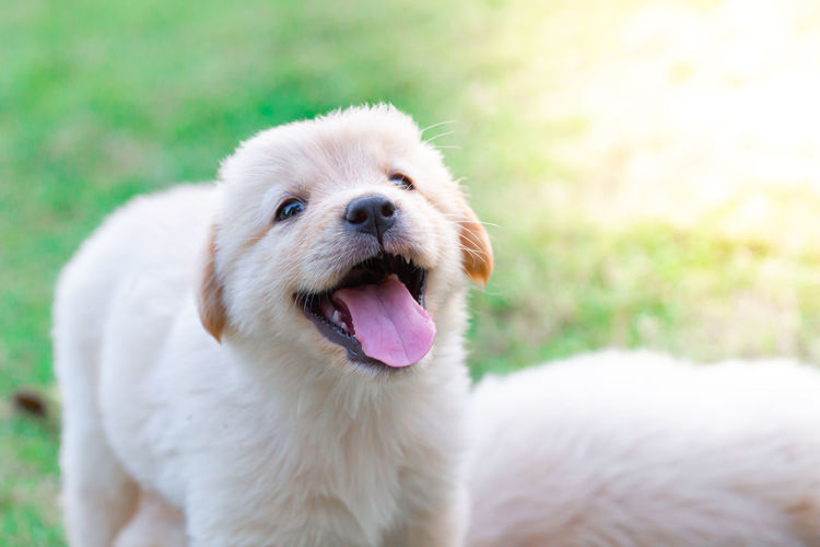Close-up portrait of dog on field
