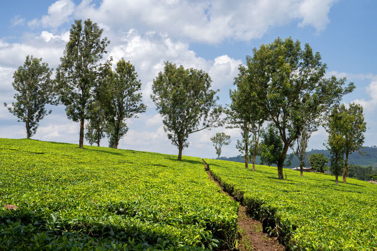Panoramic image of rural landscape with tea fields, uganda