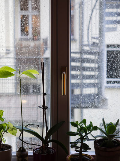 Potted plants seen through glass window
