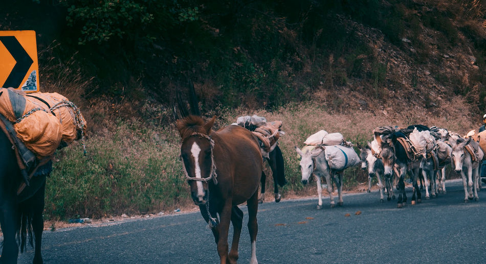 View of animals carrying luggage on road