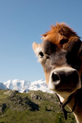 Portrait of cow on mountain against sky