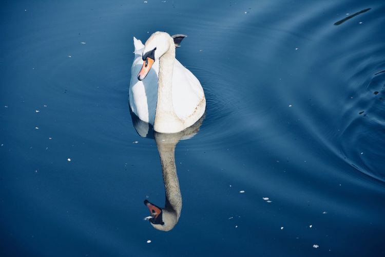 High angle view of swan floating in lake