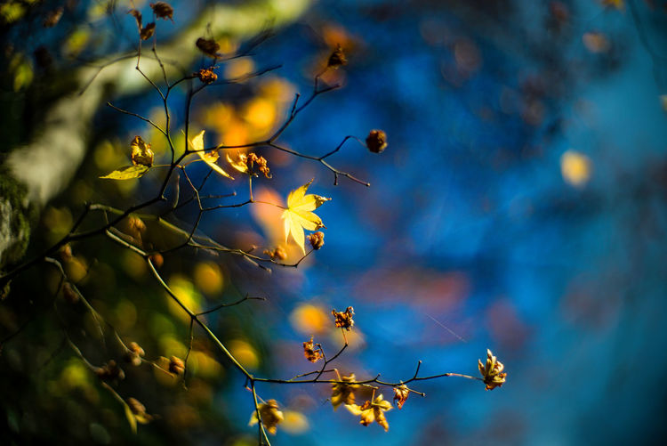 Low angle view of flowering plants against sky