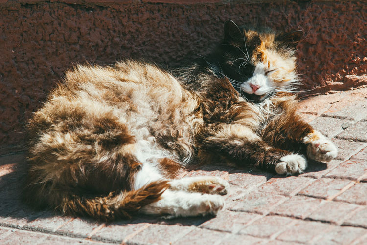 Portrait of cat sleeping on footpath