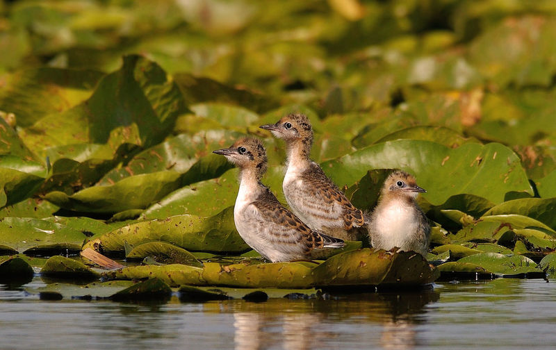 Ducklings perching by water