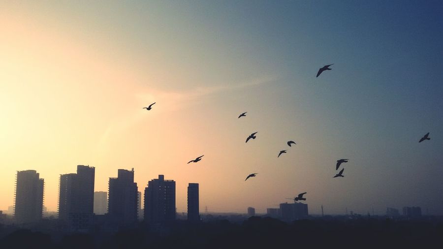 Birds flying over silhouette city against sky during sunset