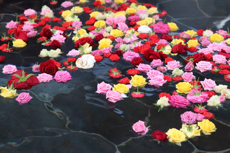 Close-up of fresh pink flowers in lake
