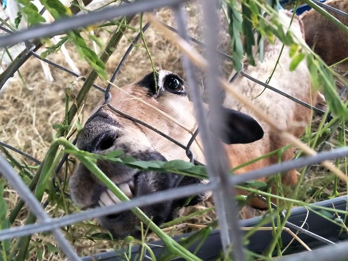 High angle view of an animal