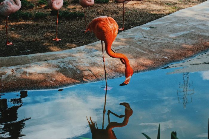 Flamingo perching in pond