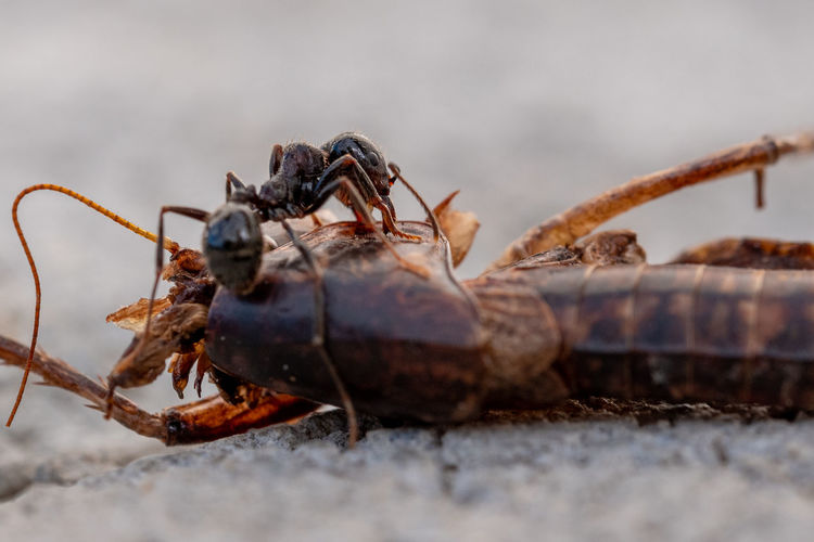 Close-up of ant eating grasshopper 