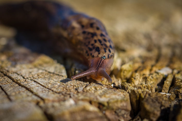 Close-up of slug on wood