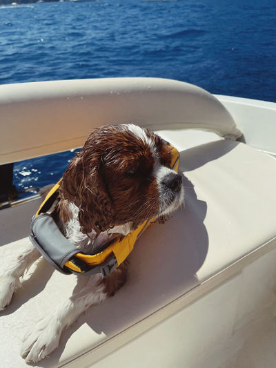 High angle view of dog in boat
